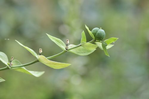 euphorbia lathyris green seeds