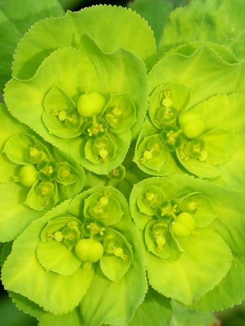 euphorbia serrata green flower detail