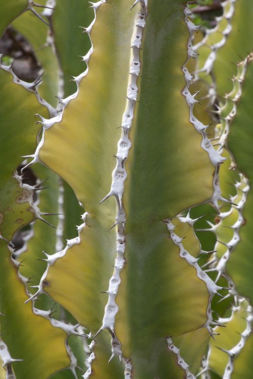 euphorbia venenata cactus succulent