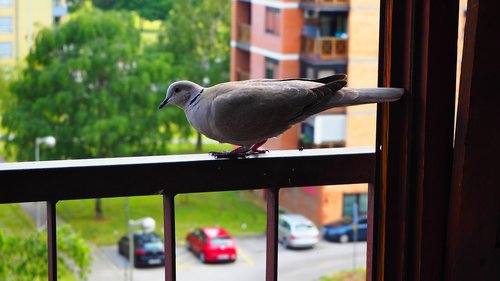 eurasian  collared  dove