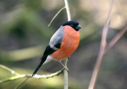 eurasian bullfinch bird wildlife