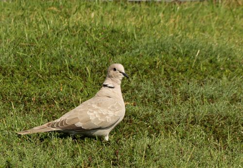 Eurasian Collared Dove In Field