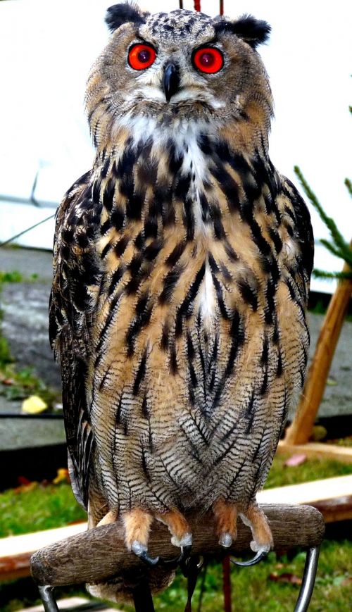 eurasian eagle european owl bird rarely