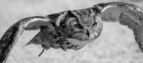 eurasian eagle owl flying owl