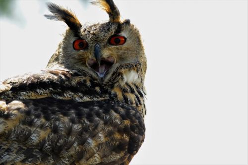 eurasian eagle owl owl bird