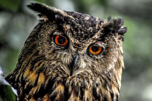 eurasian eagle owl owl european eagle owl