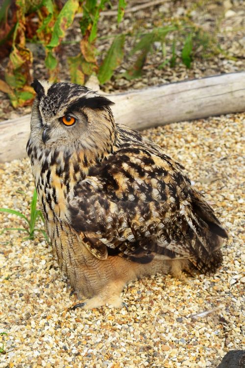 eurasian eagle owl bird owl