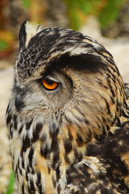 eurasian eagle owl bird owl