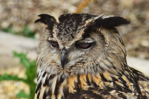 eurasian eagle owl bird owl