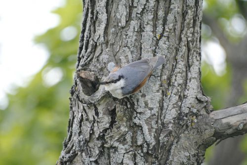 eurasian treecreeper bird tree