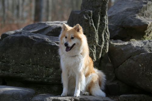eurasians dog animal photo
