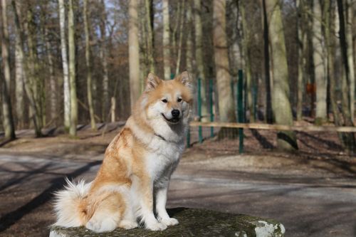 eurasians dog pet