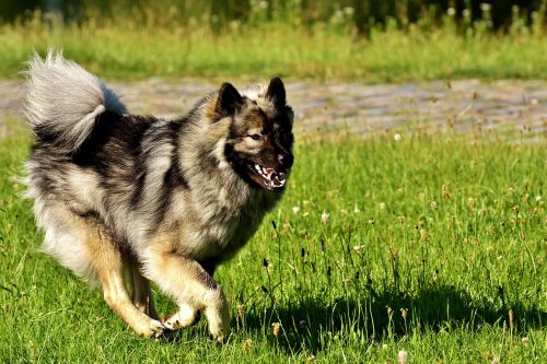 eurasians dog race