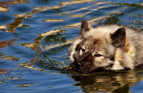 eurasians swim dog