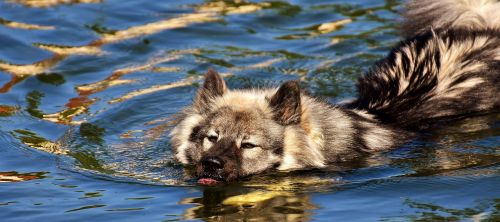 eurasians swim dog