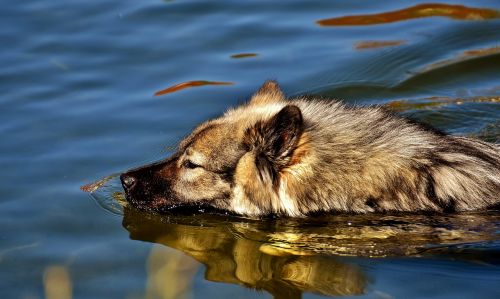 eurasians swim dog