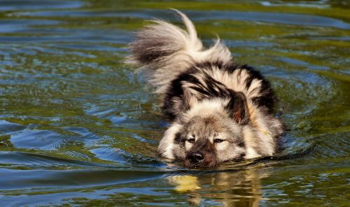 eurasians swim dog