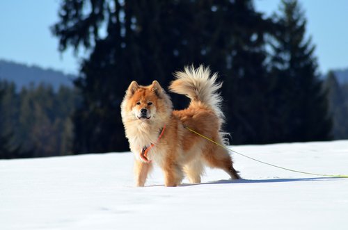 eurasians  dog  pet