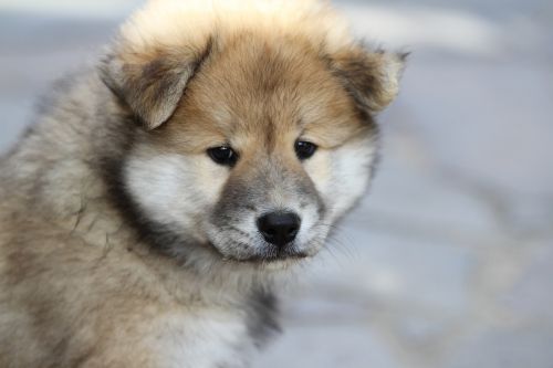 eurasier puppy dog animal photo