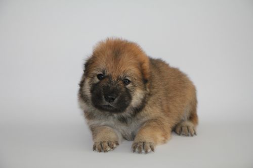 eurasier puppy dog animal photo