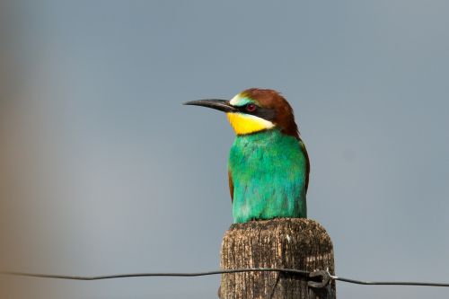 european bee eater bird nature