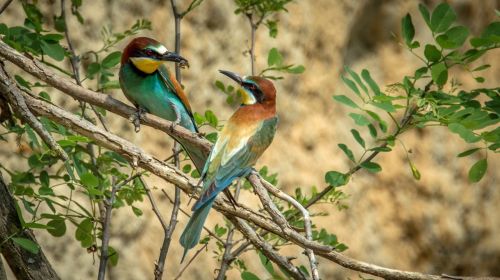 european bee-eater bird birds