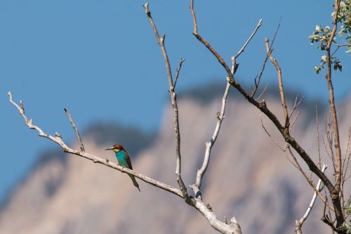 european bee eater bird colorful birds