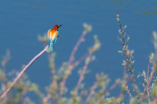 european bee eater bird colorful birds