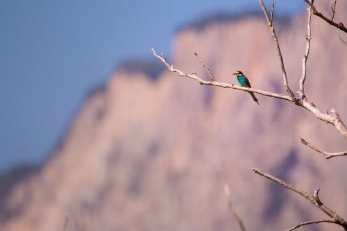 european bee eater bird sitting