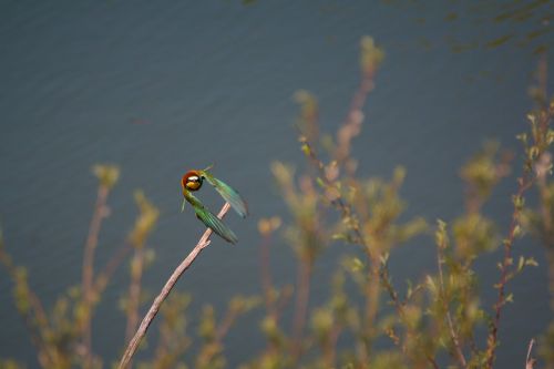 european bee eater flies colorful