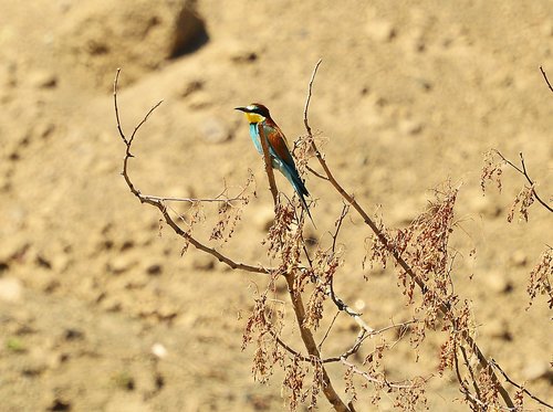 european bee eater  bird  nature