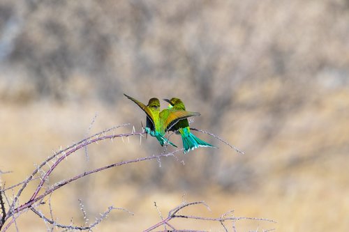 european bee eater  bird  birds