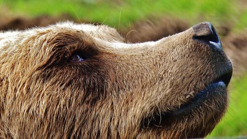 european brown bear wild animal bear