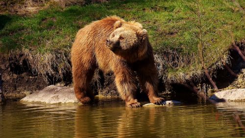 european brown bear wild animal bear