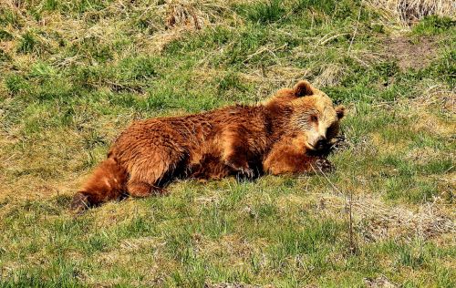 european brown bear wild animal bear