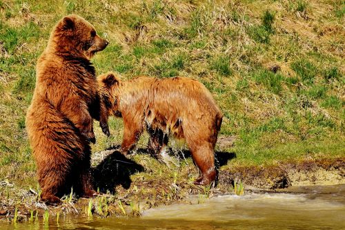 european brown bear play wild animal