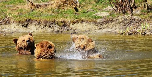 european brown bear water play