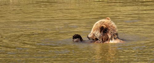 european brown bear wild animal bear