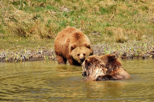 european brown bear water play