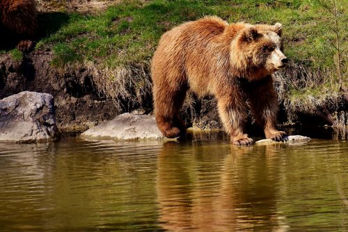 european brown bear wild animal furry
