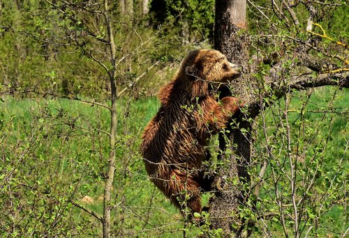 european brown bear  tree  brown bear