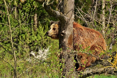 european brown bear  tree  brown bear