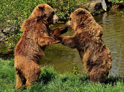 european brown bear  play  together