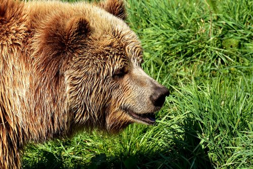 european brown bear  bright coat  blond