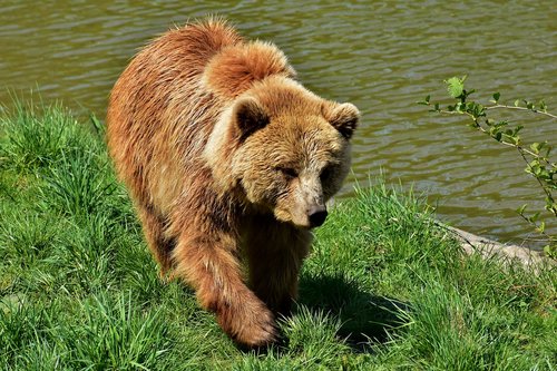european brown bear  brown bear  nature park