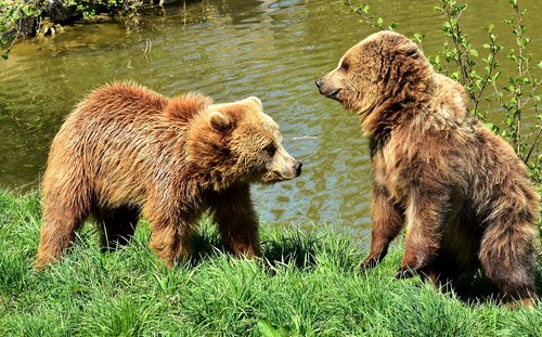 european brown bear  play  together