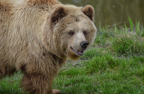 european brown bear  brown bear  nature park