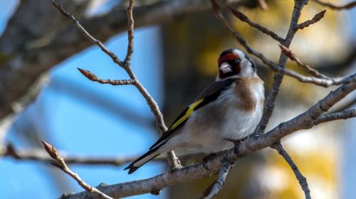 european goldfinch bird small