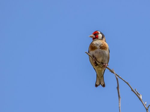 european goldfinch  bird  nature