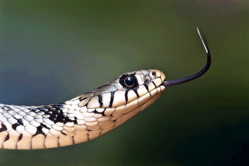 european grass snake reptile macro